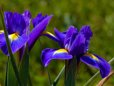 purple iris .jpg