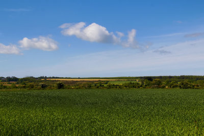 wheatfield and sky .jpg