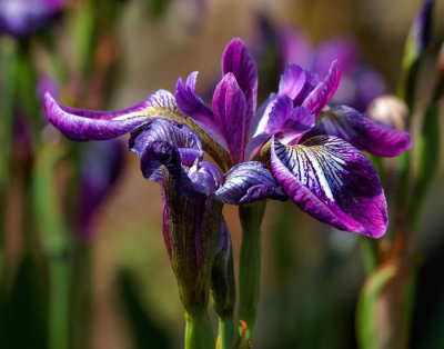 iris 2.jpg