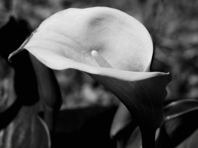 flower 3.jpg