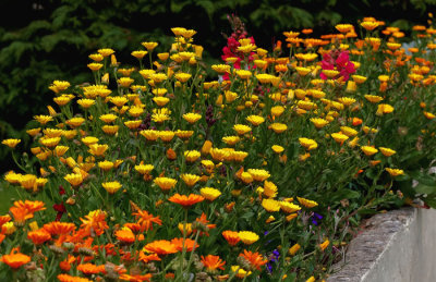 summer flowers.jpg