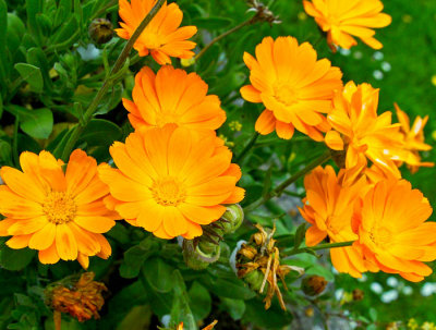 pot marigold