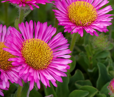 pink flowers .jpg