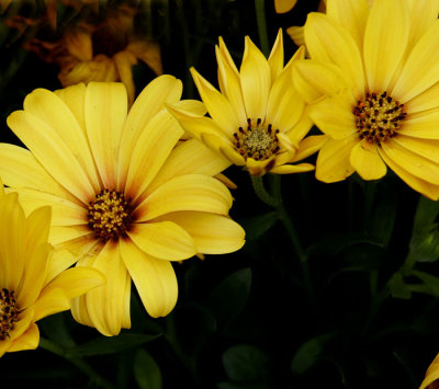 yellow semettas .jpg