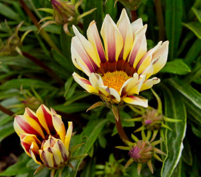 flowers 7.jpg