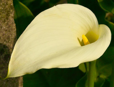 lily 2