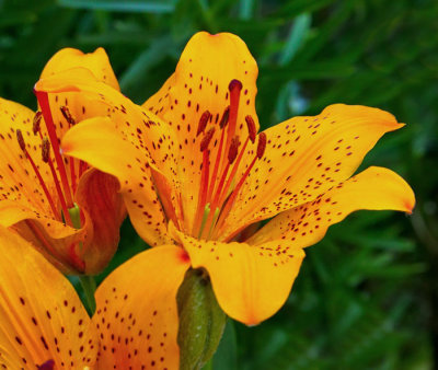 yellow day lily