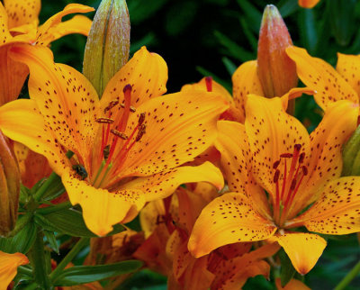 day lily 2