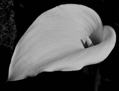 flower 7.jpg