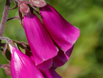 foxglove .jpg