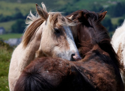 mutual grooming 