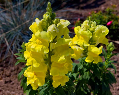 yellow antirhinum.jpg