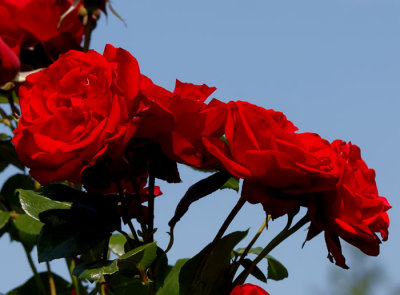 red roses 2.jpg