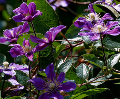 purple flower .jpg