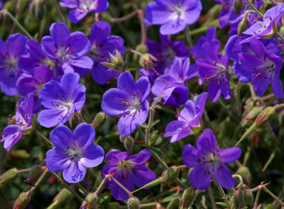purpleflower 4.jpg