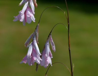 fishermans flower 2.jpg