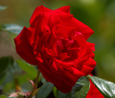 red rose 1.jpg