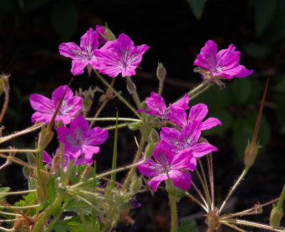 pink flower .jpg