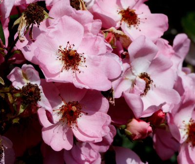 pink roses 2.jpg