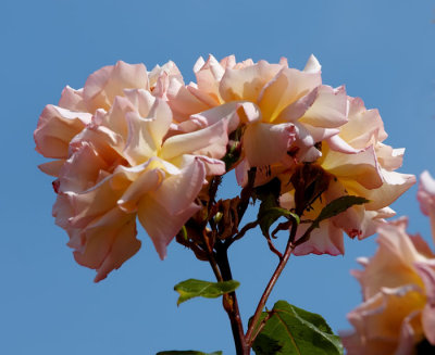 pink roses .jpg