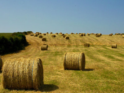 saving the hay 2.jpg