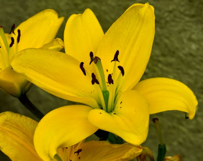 yellow day lily.jpg