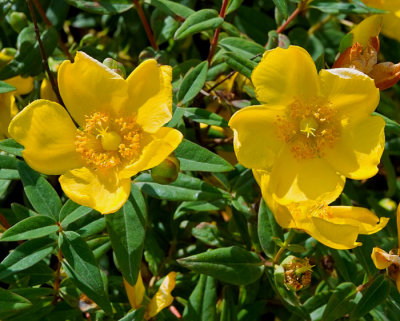 hypericum.jpg