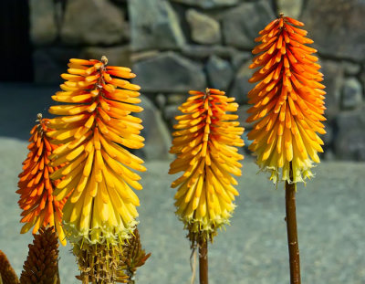red hot poker .jpg