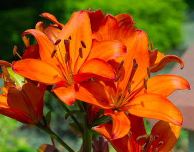 red day lilies .jpg