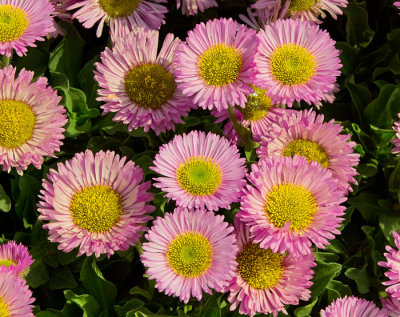 sea thrift .jpg