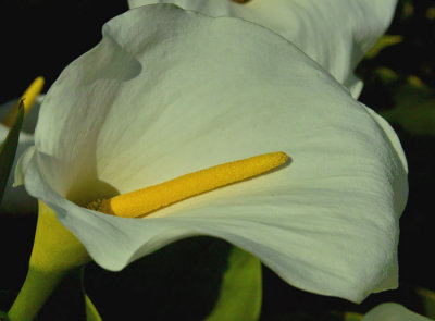 lily 2.jpg