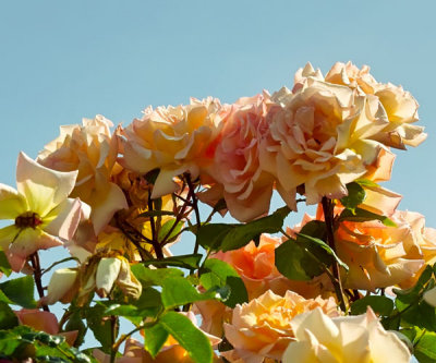 pink roses .jpg