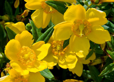 hypericum 3.jpg