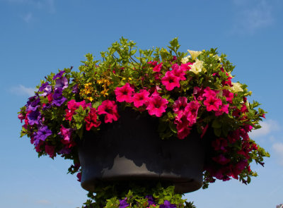 flowers.jpg