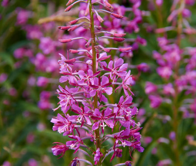 astilbe.jpg