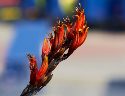 red flower.jpg
