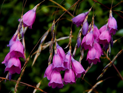 fishermens flower .jpg