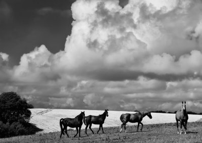 horses and clouds .jpg