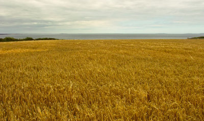 field of barley .jpg