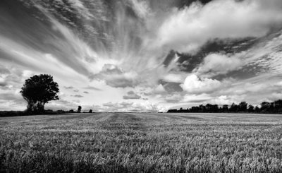harvested field 2.jpg