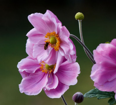 anenomes 1.jpg