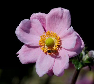 anenome 2.jpg