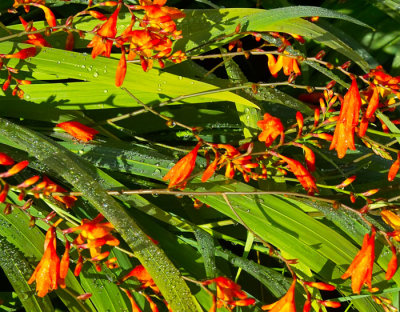 crocosmia and dew .jpg