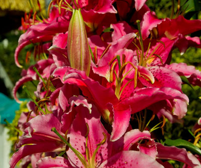 red flowers 4.jpg