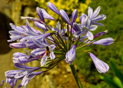 blue agopantheum 1.jpg
