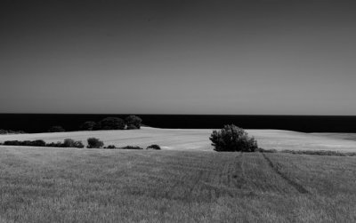 cornfield and sea 7.jpg