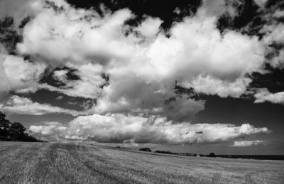 cornfield and clouds .jpg