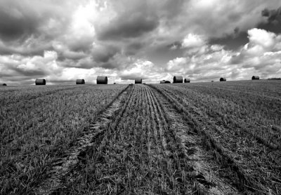 pathway in cornfield 2.jpg
