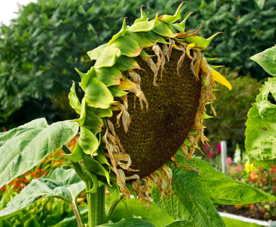 dying sunflower .jpg