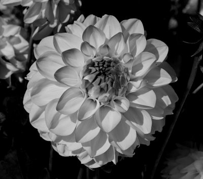 white aster 2.jpg